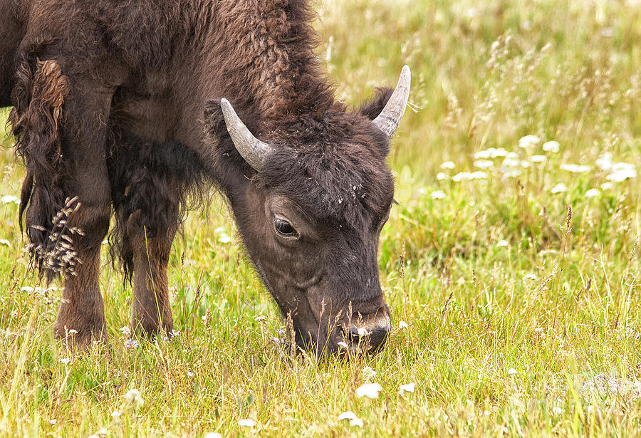 Young Bison Photograph by Belinda Greb