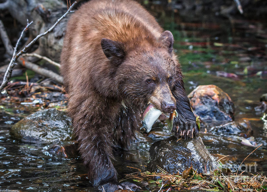Young Black Bear With Salmon Photograph by Mitch Shindelbower