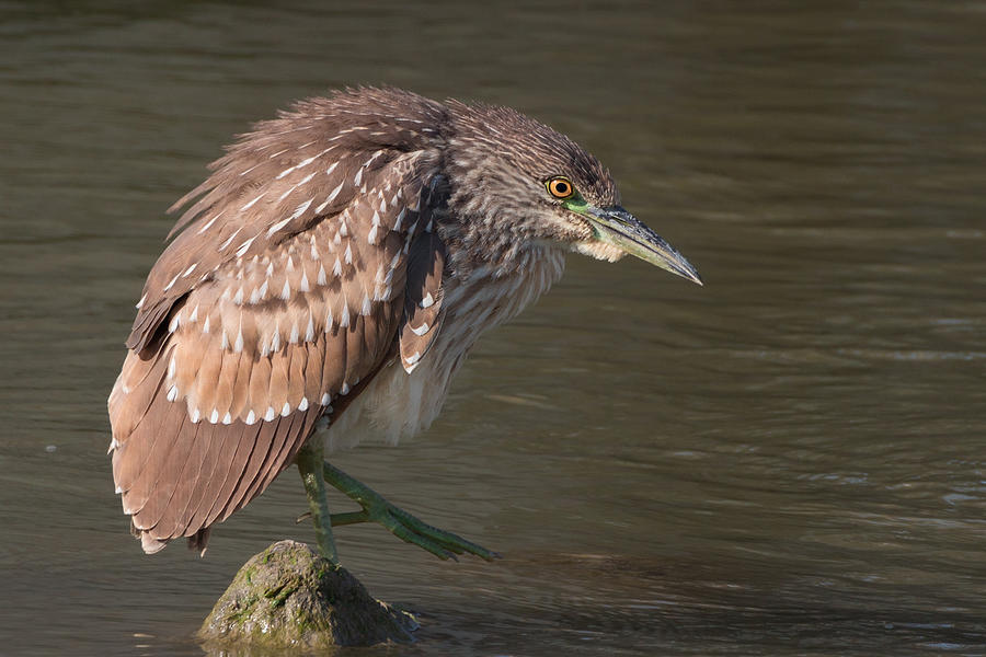 Young Black-crowned Night Heron Hunting Photograph by Kathleen Bishop