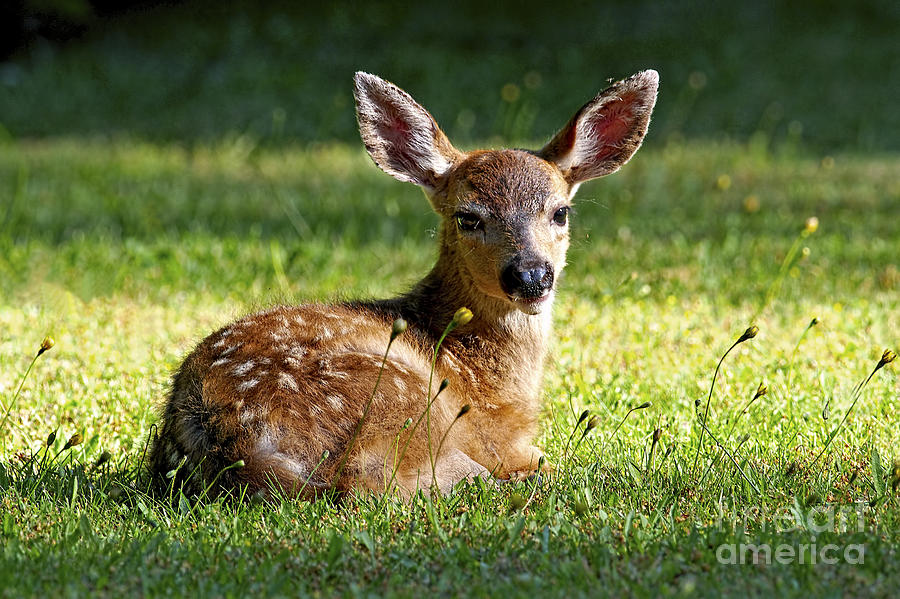 Young Black-tailed Deer 2a Photograph by Sharon Talson