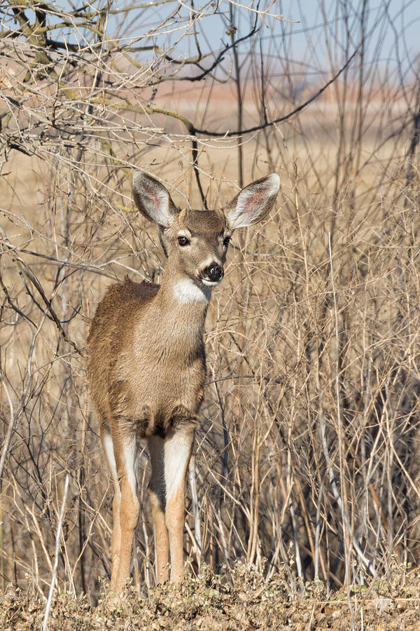 Young Black-tailed Deer Photograph by Kathleen Bishop