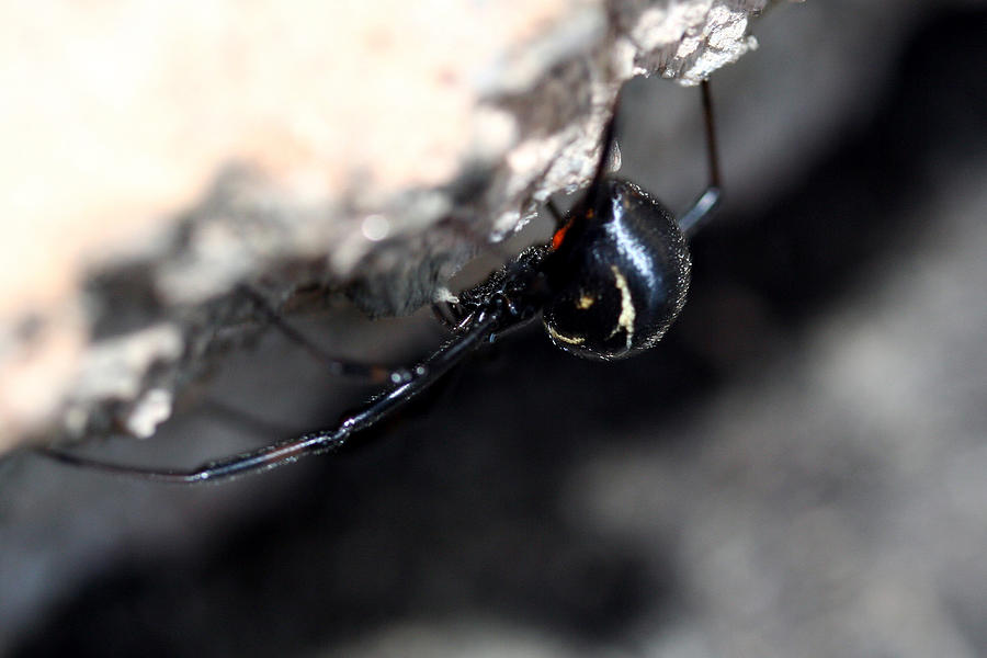 Young Black Widow Photograph