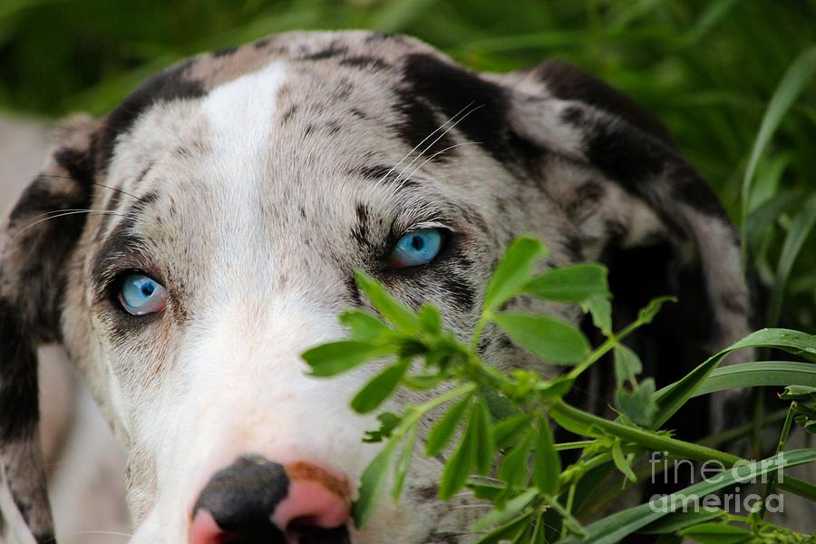 Young Blue Eyes Photograph by Janice Byer
