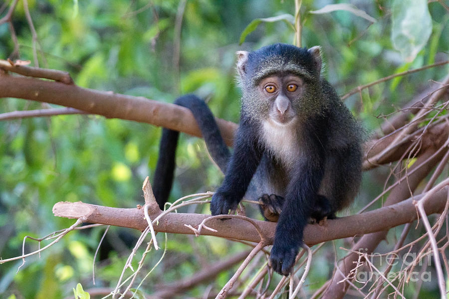 Young Blue Monkey Photograph by Chris Scroggins