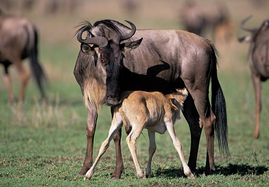 Young Blue Wildebeest Nursing Photograph by Dr P. Marazzi/science Photo Library