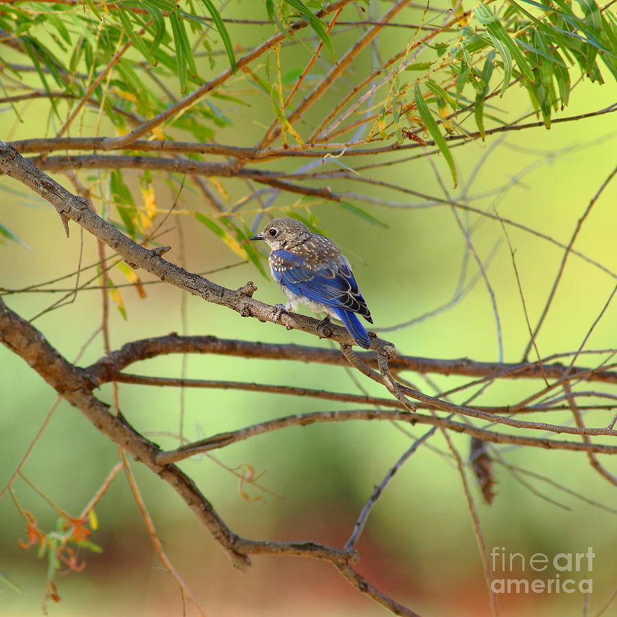 Young Bluebird In Willows Photograph by Robert Frederick