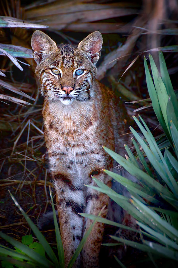 Young Bobcat Photograph by Mark Andrew Thomas
