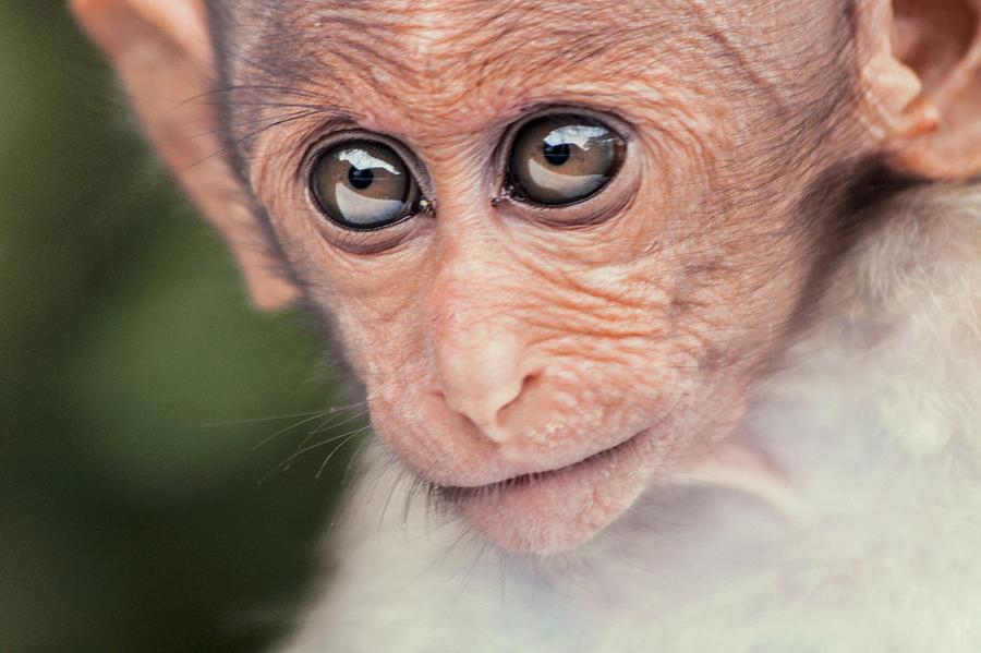 Young Bonnet Macaque Photograph by Paul Williams