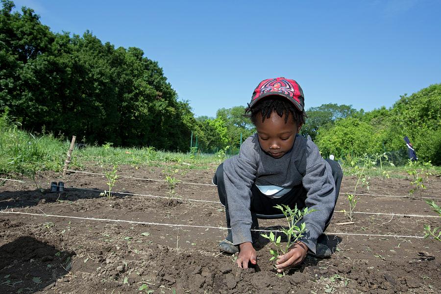 Tomato Photograph - Young Boy Planting Tomatoes by Jim West