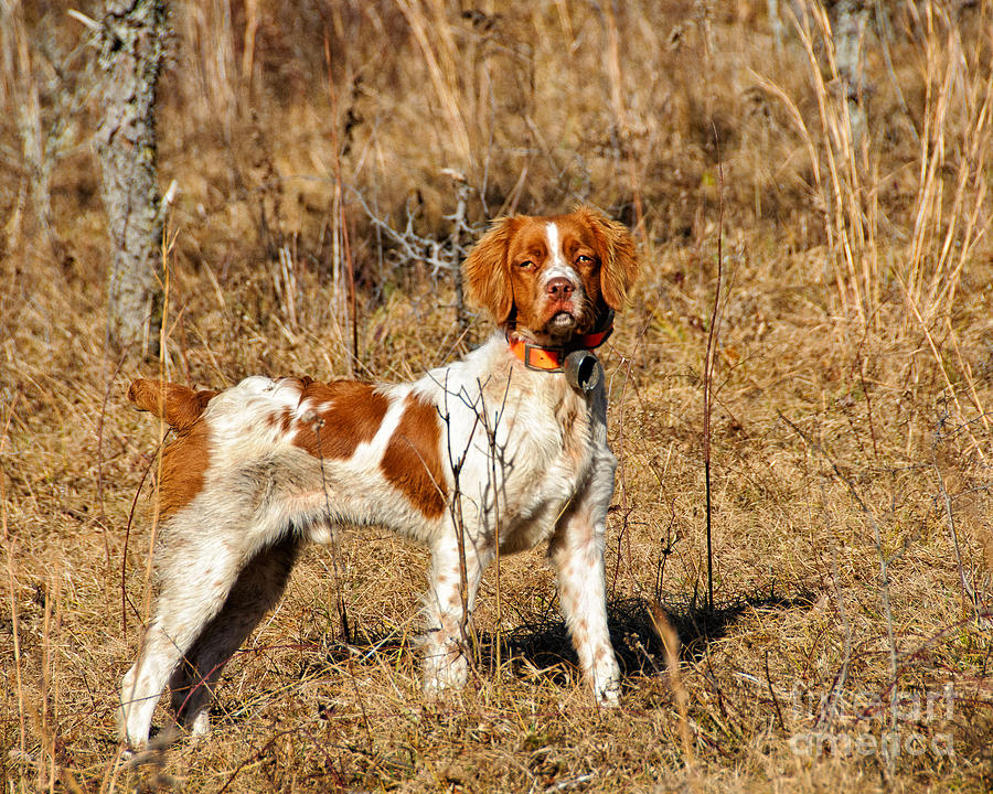 Young Brittany Pose Photograph by Timothy Flanigan - Fine Art America