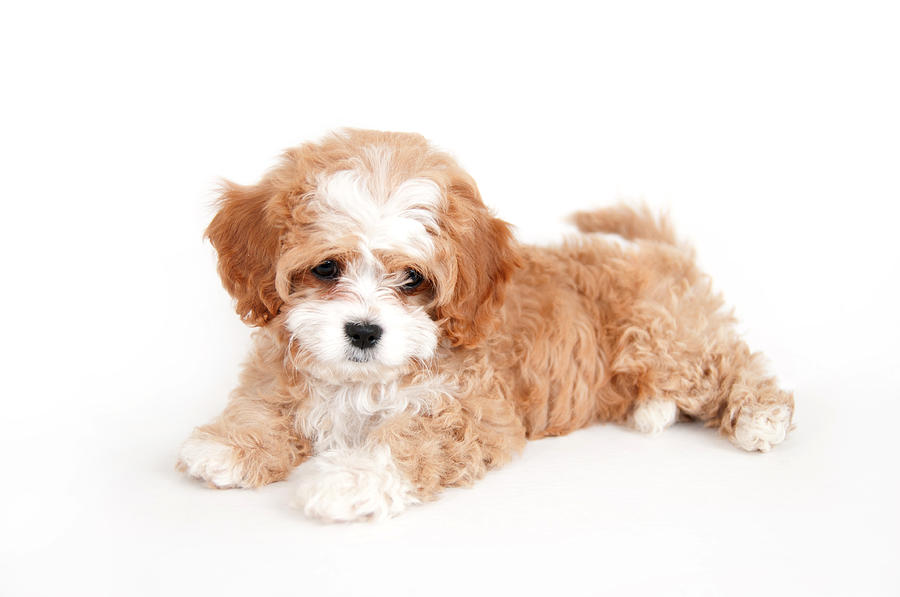 Young brown and white cavapoo puppy Photograph by Lokibaho