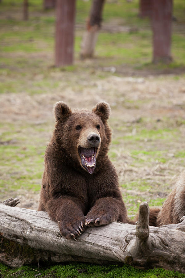 Wildlife Photograph - Young Brown Bear  Ursus Arctos by Doug Lindstrand