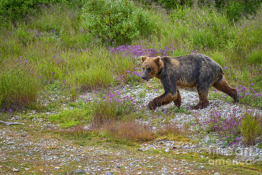Young Brown Bear With Salmon Scrapes Photograph by Dan Friend