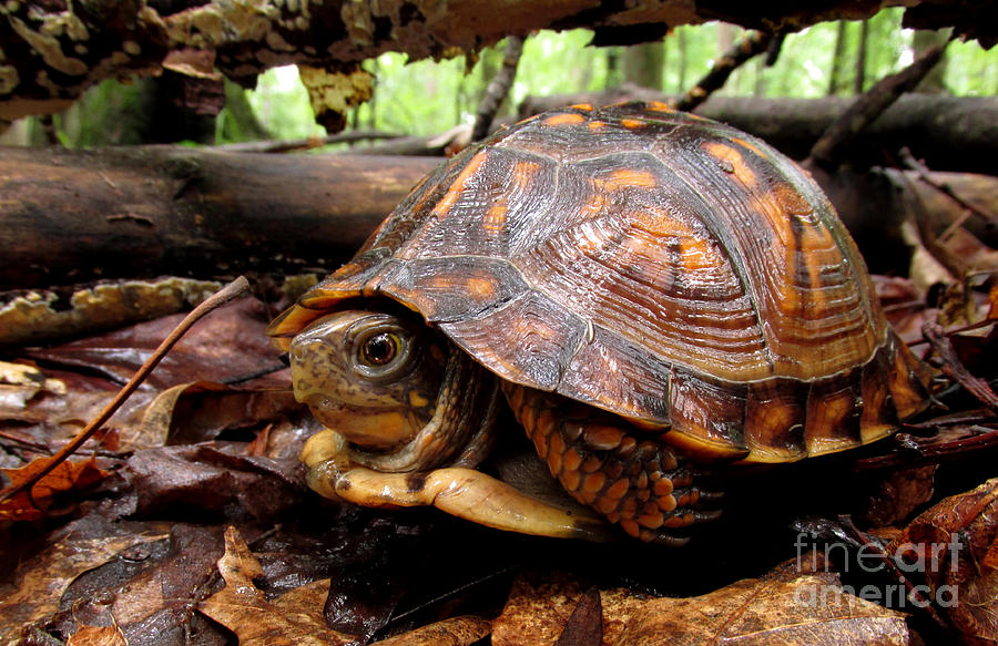 Young Brown Box Turtle Photograph by Joshua Bales