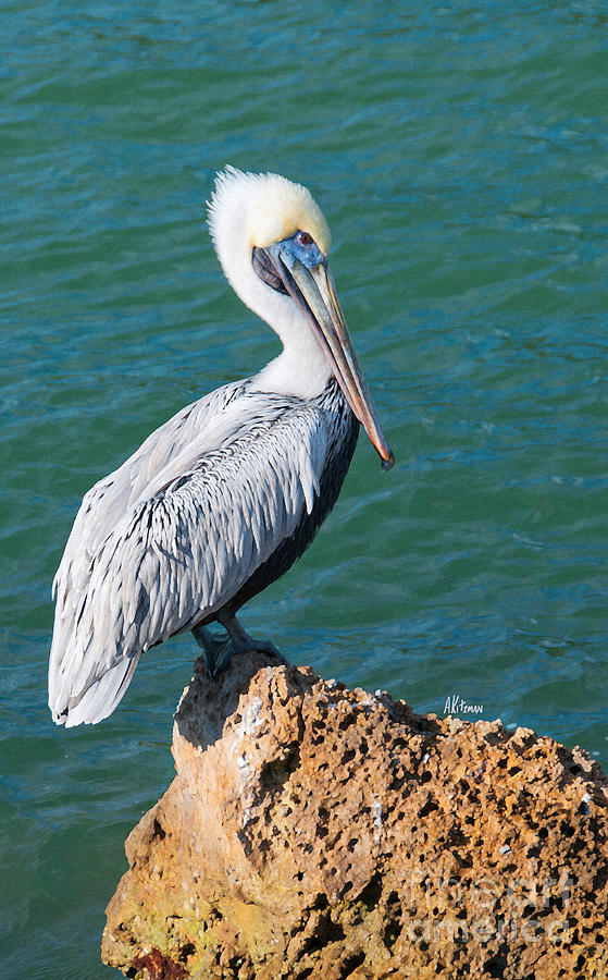Young Brown Pelican Painting by Anne Kitzman