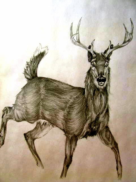 Young Drawing - Young Buck by Amanda Warin