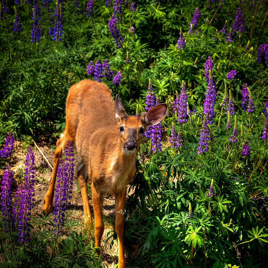 Young Buck among the Lupin Photograph by David Patterson