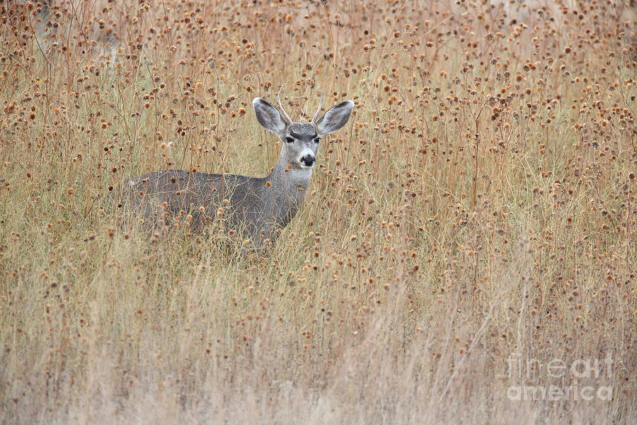 Young Buck Photograph by Bryan Keil
