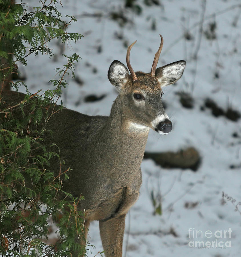 Young Buck Photograph by Clare VanderVeen