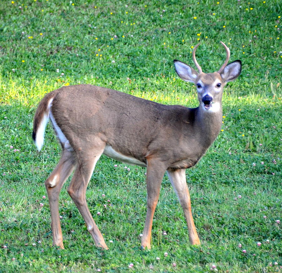 Young Buck Deer Photograph by Linda Rae Cuthbertson