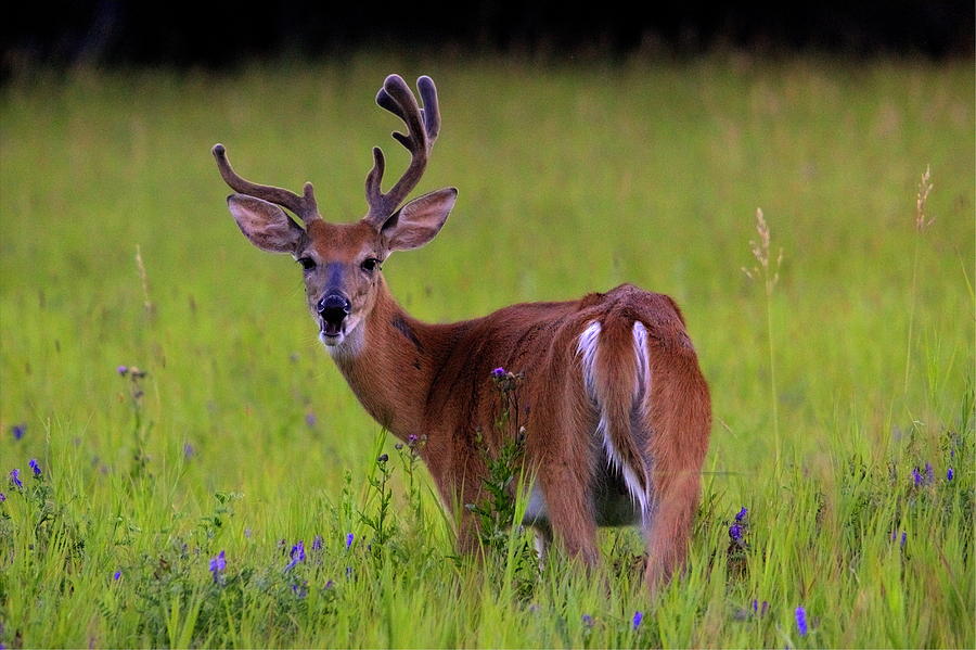 Deer Photograph - Young Buck by Larry Trupp