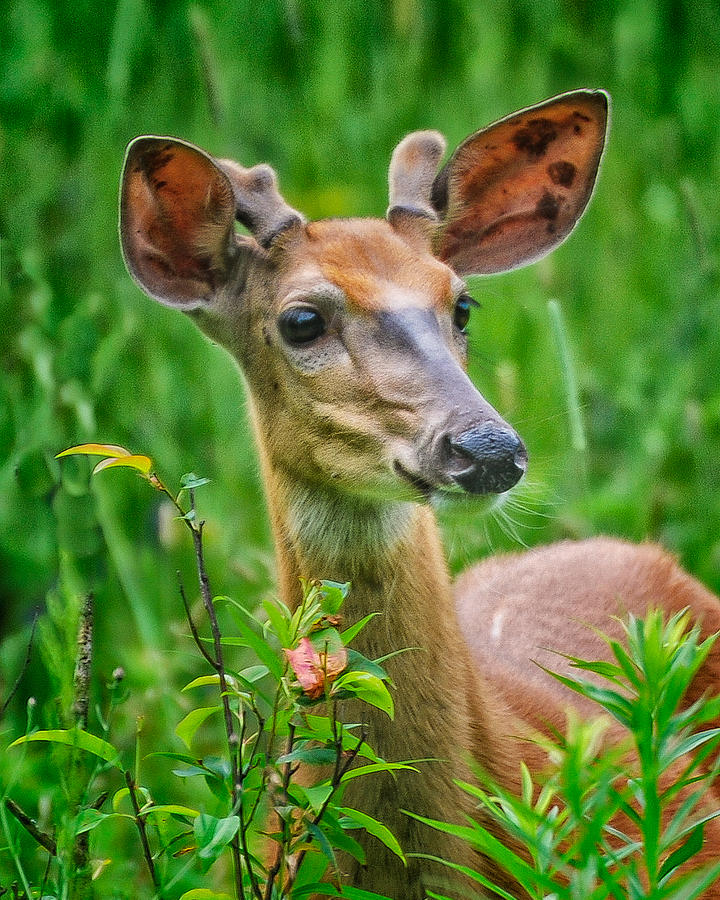 Young Buck Photograph by Winnie Chrzanowski