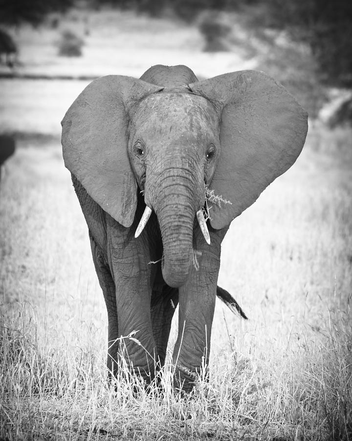 Young Bull Elephant Photograph by Adam Romanowicz