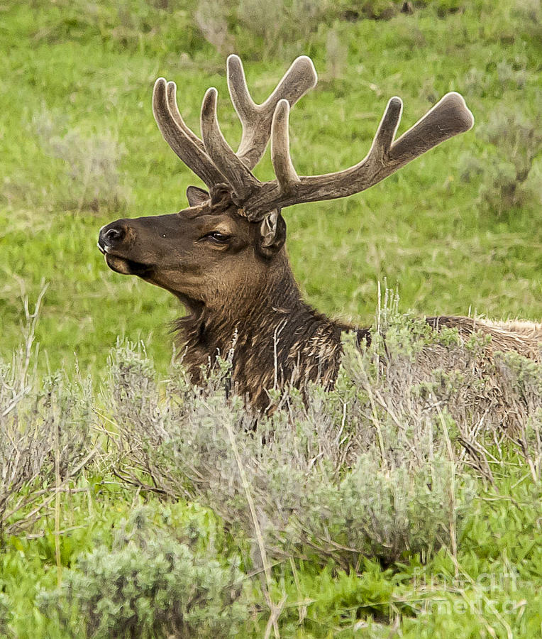 Yellowstone National Park Photograph - Young bull elk by Bob Dowling