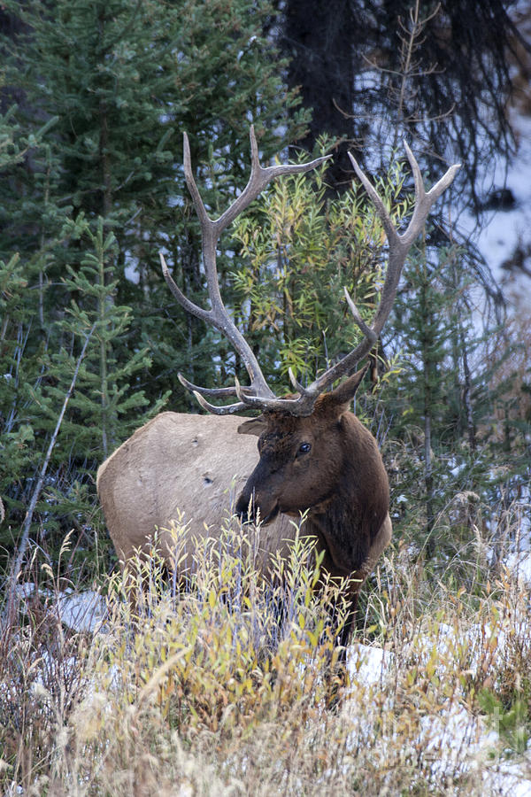 Young Bull Elk Photograph by Carolyn Fox - Fine Art America