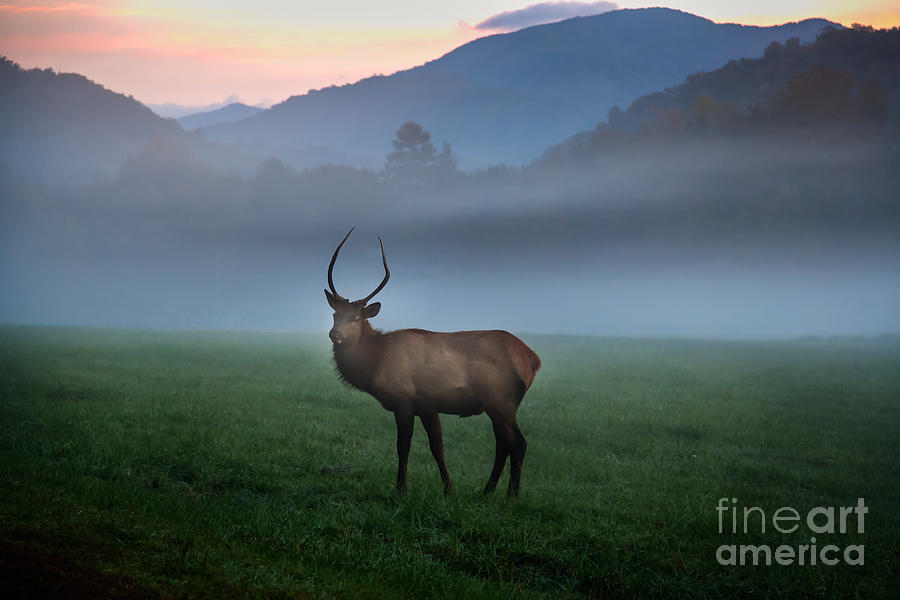 Young bull Elk in the Pasture Photograph by Deborah Scannell