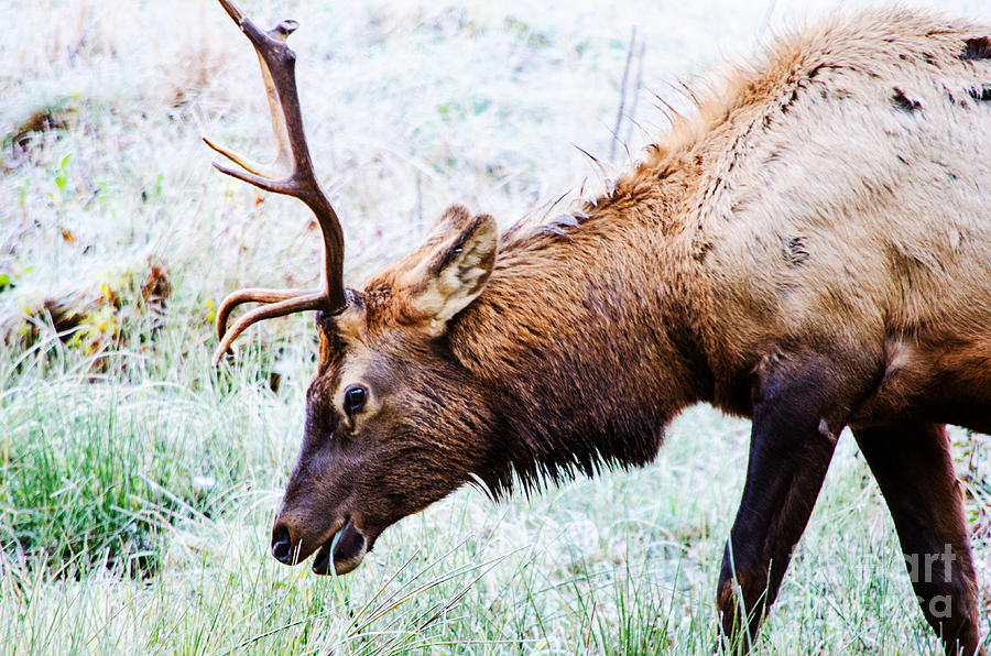 Young Bull Elk Photograph by Paul Mashburn
