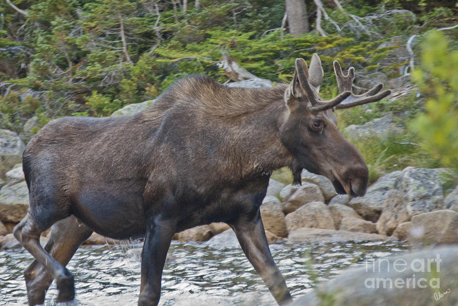 Young Bull Moose Photograph by Alana Ranney