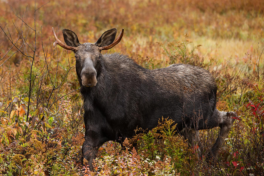 Moose Photograph - Young Bull Moose being aggressive by Jonathan Steele