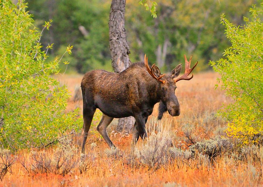 Young Bull Moose Photograph by Greg Norrell