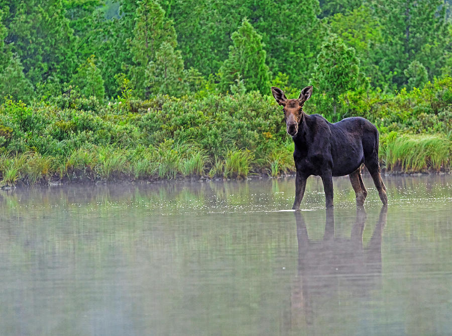 Young bull moose Photograph by Jim Boardman