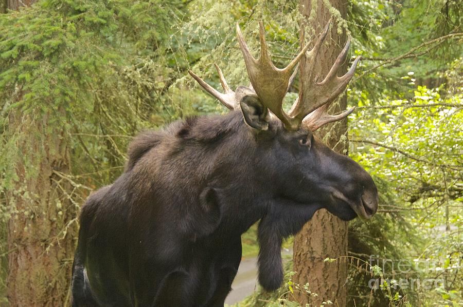 Young Bull Moose Photograph by Sean Griffin