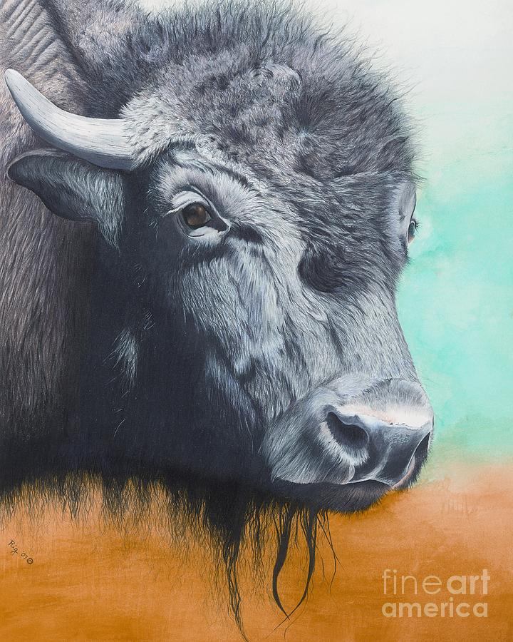 Young Bull Drawing by Rosellen Westerhoff