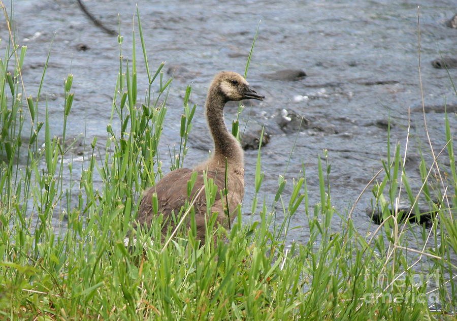 Geese Photograph - Young Canadian Goose by Neal Eslinger