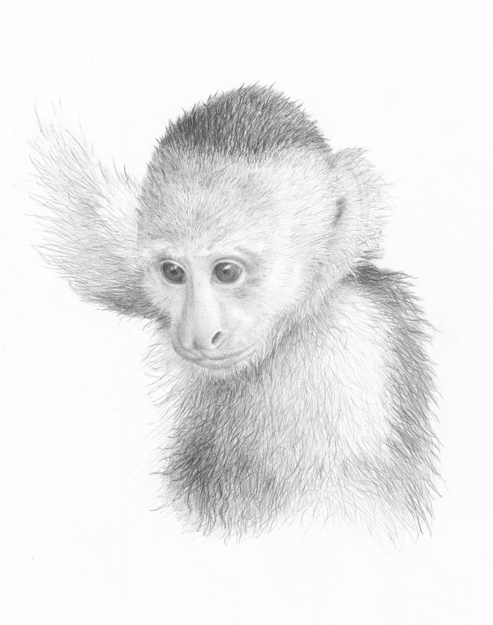 Young Capuchin Drawing by Diane Cardaci The Sketch Hunter Pixels