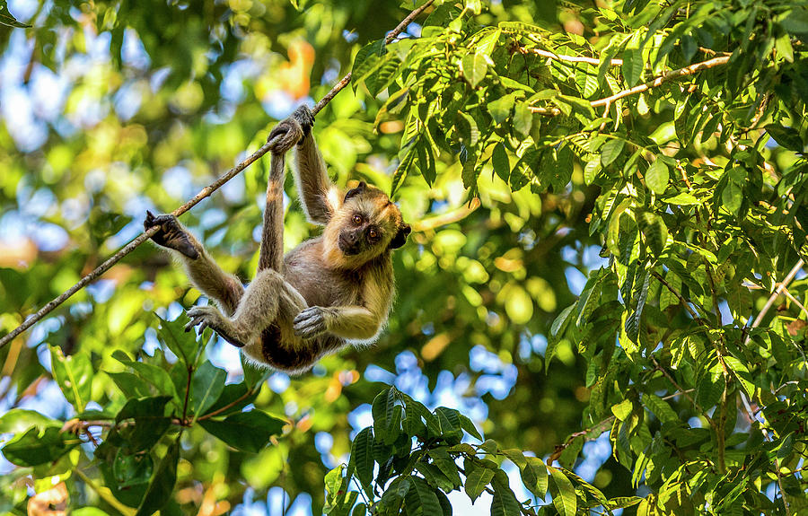 Monkey Photograph - Young Capuchin Monkey Hangs by James White