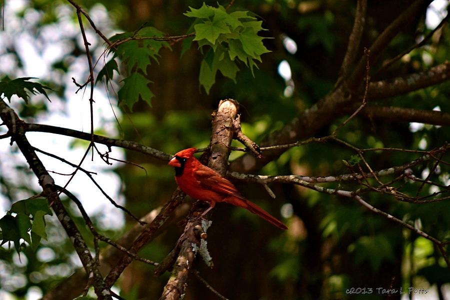 Young Cardinal in Tree Photograph by Tara Potts