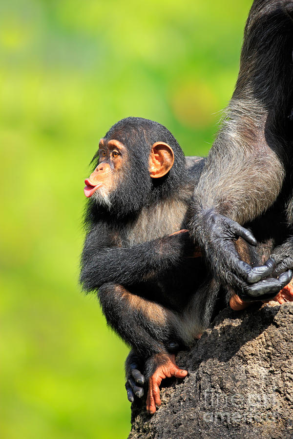 Chimpanzee Photograph - Young Chimpanzee by Sohns/Okapia