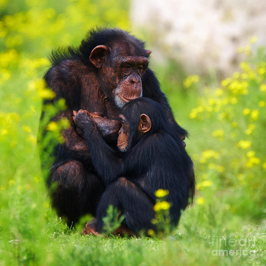 Nature Photograph - Young Chimpanzee with adult - II by Nick  Biemans
