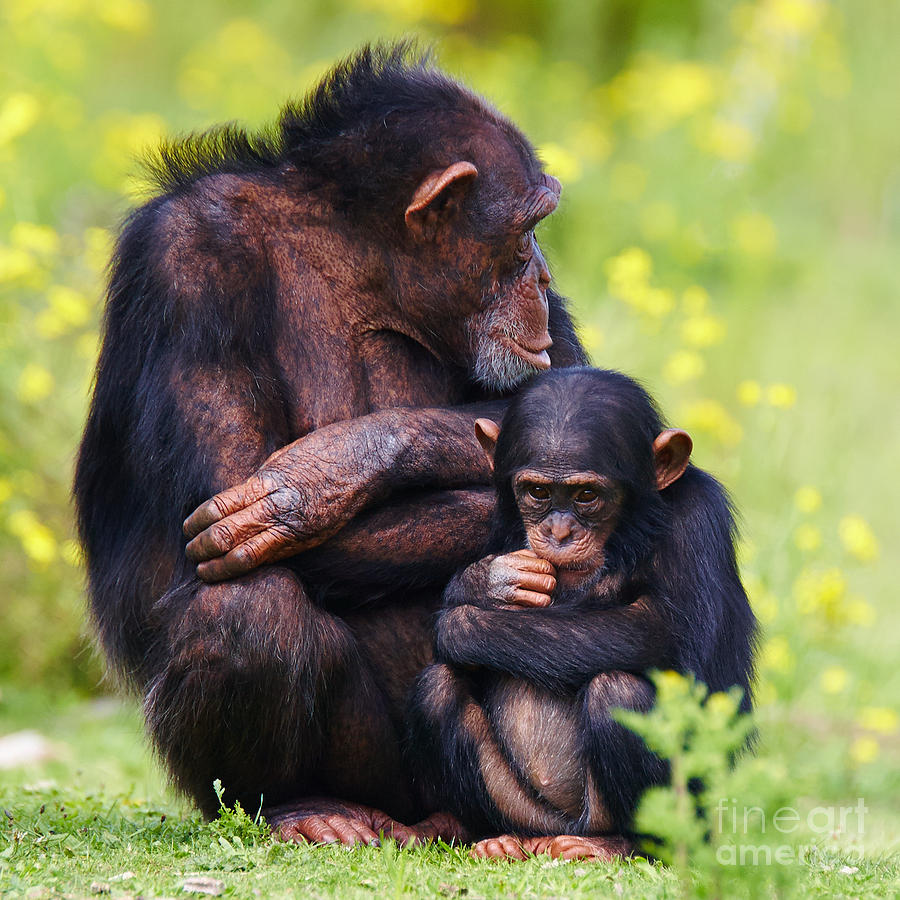 Nature Photograph - Young Chimpanzee with adult by Nick  Biemans