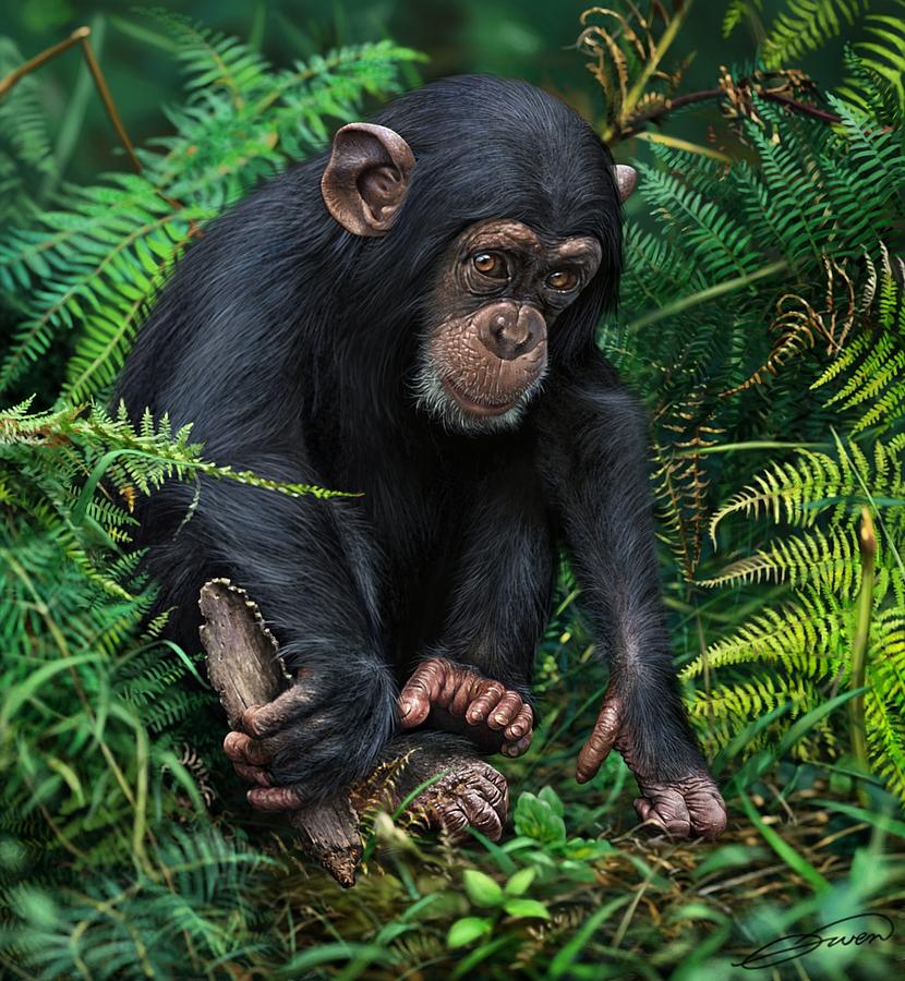 Young Chimpanzee With Tool Digital Art by Owen Bell