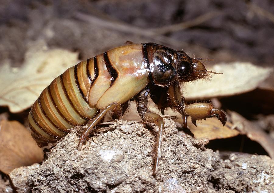 Young Cicada Photograph by Perennou Nuridsany Pixels