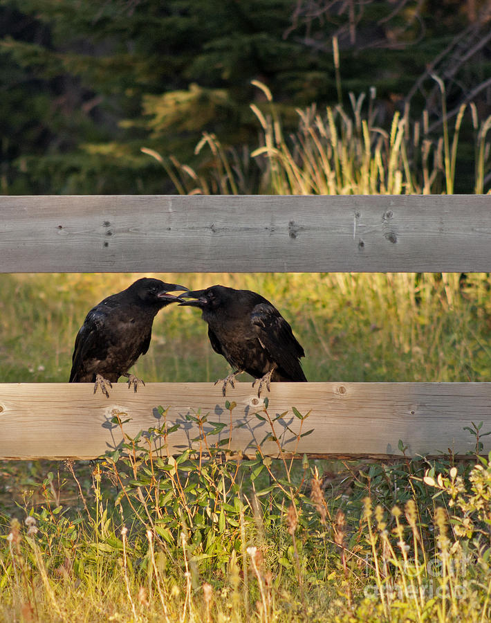 Young Common Ravens Photograph by NightVisions