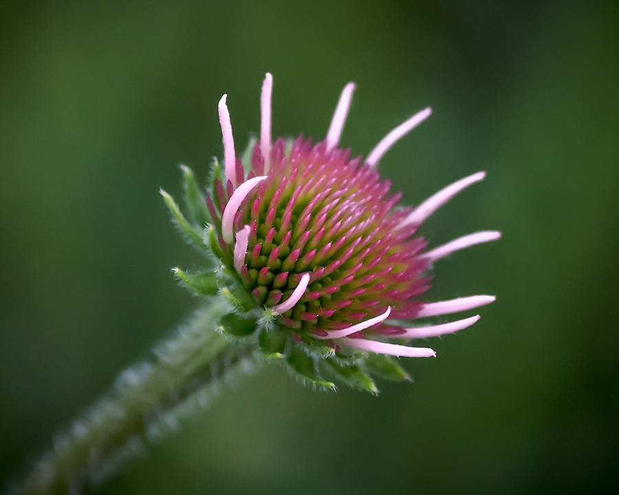 Young Coneflower Photograph by James Barber