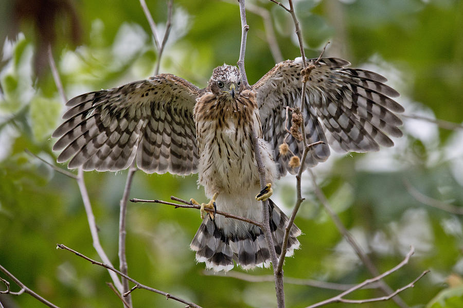 Young Coopers Hawk Photograph by Anthony Mercieca