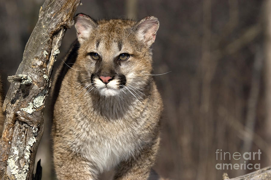 Cougar young and Cougar